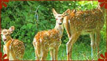 Bor Wildlife Sanctuary, Maharashtra
