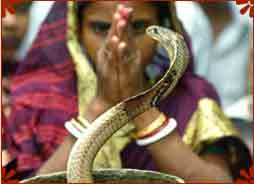 Nag Panchami, Maharashtra